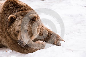 Close-up Grizzly Bear in the winter with snow life styleeat play chill