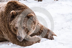 Close-up Grizzly Bear in the winter with snow life styleeat play chill