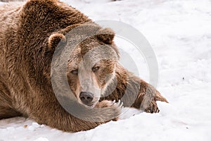 Close-up Grizzly Bear in the winter with snow life styleeat play chill