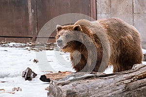 Close-up Grizzly Bear in the winter with snow life styleeat play chill