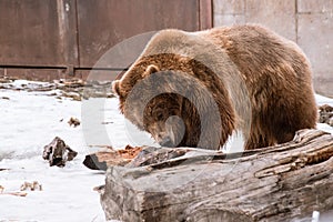 Close-up Grizzly Bear in the winter with snow life styleeat play chill