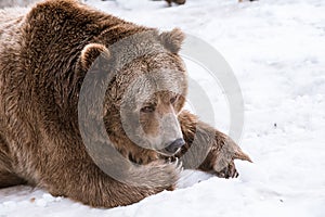 Close-up Grizzly Bear in the winter with snow life styleeat play chill