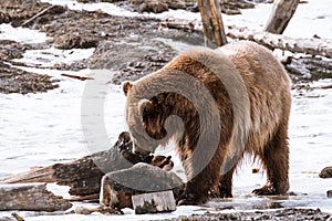 Close-up Grizzly Bear in the winter with snow life styleeat play chill