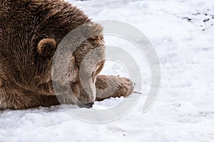 Close-up Grizzly Bear in the winter with snow life styleeat play chill