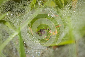 Close-up of a ground hopper spider in its web on the ground between grass in a meadow with drops of water, Germany