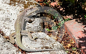 Close up of a ground lizzard