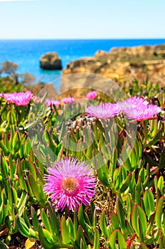 close up on ground plant with green leaves and purple,pink blossom in Algarve, Portugal