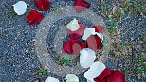 Close-up, on the ground, small gravel, scattered rose petals, white, red.