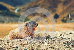 Close Up Of Groundhog In Nature