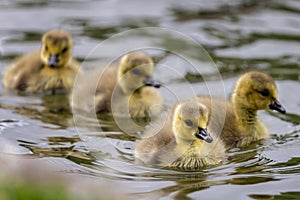 Close up of group of 4 baby Canada Geese, goslings, swimming on lake