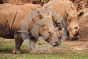 Close up of Group of african white rhinos