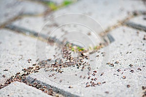 Close-up of a group of ants