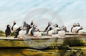 Close up of a group of Atlantic puffins on a rock