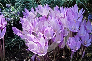 Close-up of a group of autumn crocuses