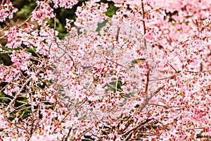 Close up of Group beautiful pink cherry blossom Sakura flower at