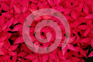 group blossom Ixora lobbii Loudon flower on natural background. Beautiful macro blooming red colorful Ixora chinensis photo