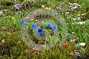 Close up of a group of blue Clusius\' gentian