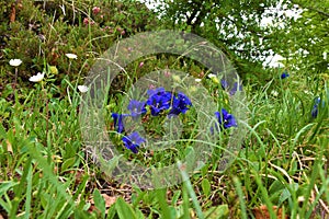 Close up of a group of blue Clusius\' gentian