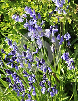 Close up of group of bluebell flowers