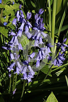Close up of group of bluebell flowers