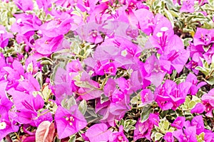 Closeup of group bright pink bougainvillea blossoms as a background
