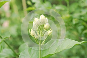 Close up group of bud Thai white jasmin flower on green tone leafs background, have copy space.