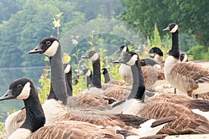 Close up of group of Canada gooses sitting along the river.