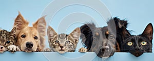 The close up of the group of cat and dog in front of a blue background. AIGX03.