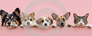 The close up of the group of cat and dog in front of a pink background. AIGX03.