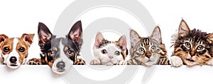 The close up of the group of cat and dog in front of a white background. AIGX03.