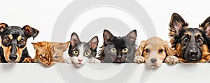 The close up of the group of cat and dog in front of a white background. AIGX03.