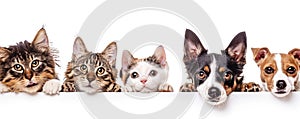 The close up of the group of cat and dog in front of a white background. AIGX03.