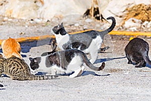 Close up of a group of cats