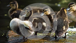 close up group children little ducklings sit on a wooden bridge and brush their feathers on the lake in summer.