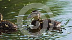 close up group children little ducklings swim on the lake in summer.