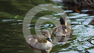 close up group children little ducklings swim on the lake in summer.