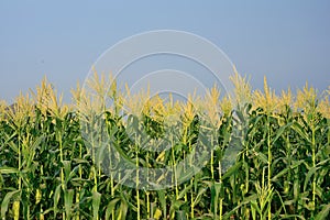 Close up of group Corn Garden has blue sky background