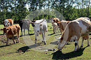 Close-up of a group of cows grazing on a field