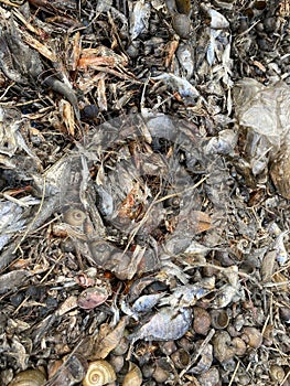 Group dead shell and dry fish on the ground
