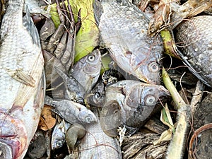 Group dead shell and dry fish on the ground