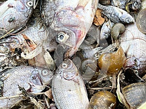 Group dead shell and dry fish on the ground