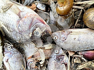 Group dead shell and dry fish on the ground