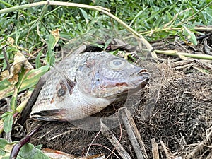Group dead shell and dry fish on the ground