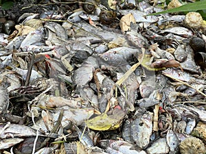 Group dead shell and dry fish on the ground