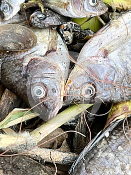 Group dead shell and dry fish on the ground
