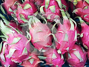 Close up group of dragon fruit fruit,stacked dragon fruit background