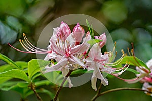 Close-up of a Group of early Azalea Flowers â€“ Rhododendron prinophyllum