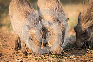 Close up of a group of eating Warthogs.