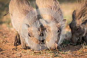 Close up of a group of eating Warthogs.