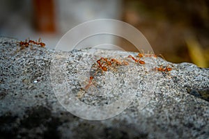 Close up Group of Fire Ants Crawling in an Organic Indian Garden, Uttarakhand, India